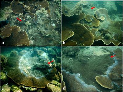 Differential Symbiodiniaceae Association With Coral and Coral-Eroding Sponge in a Bleaching Impacted Marginal Coral Reef Environment